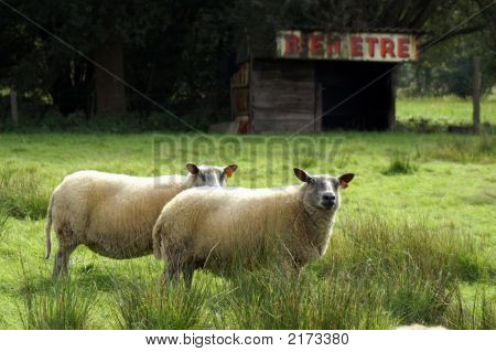 Pecore In erba