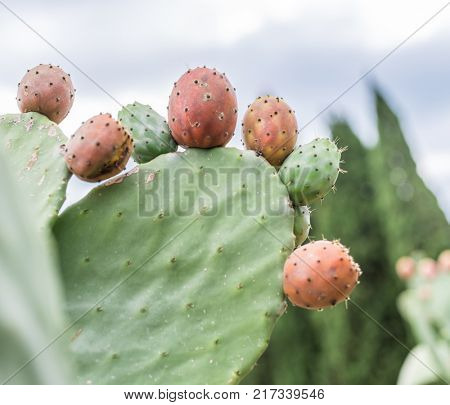 Prickly pear or opuntia plant close -up.