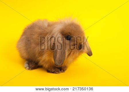 Baby cute rabbit on the color background