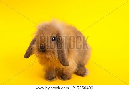 Baby cute rabbit on the color background