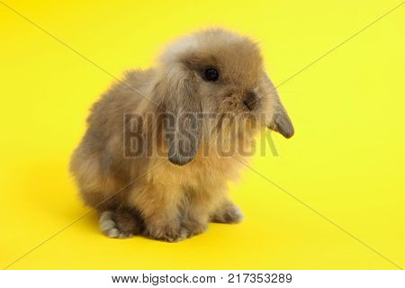 Baby cute rabbit on the color background