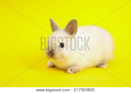 Baby cute rabbit on the color background