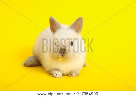 Baby cute rabbit on the color background