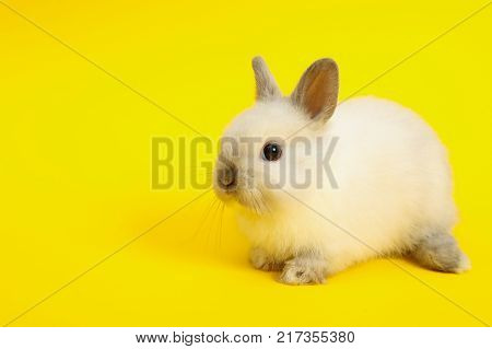 Baby cute rabbit on the color background