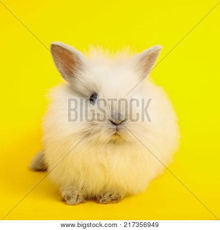 Baby cute rabbit on the color background