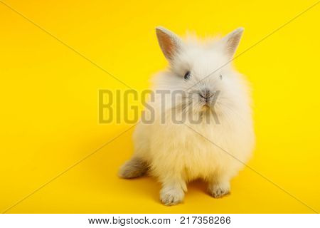 Baby cute rabbit on the color background