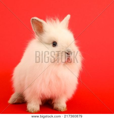 Baby cute rabbit on the color background