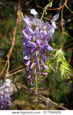Photograph of wisteria, glicinia in bloom in the middle of spring. Violet spring flowers