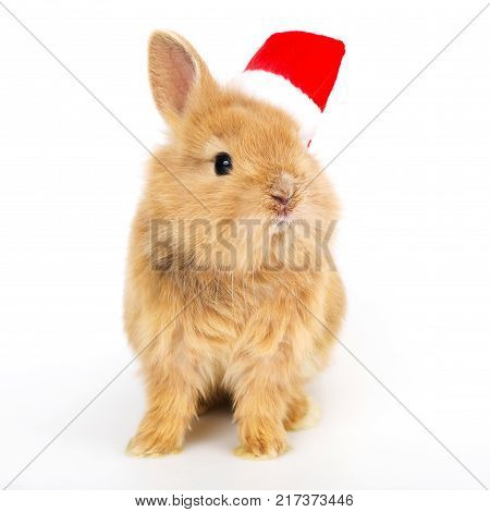 Baby rabbit with a christmas hat on the white background