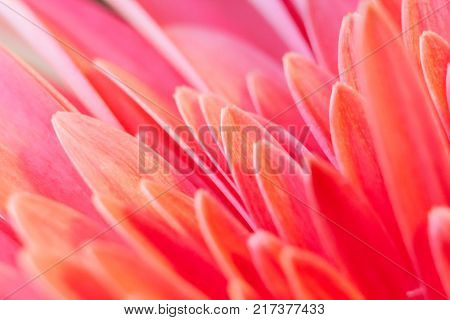 Close-up diagonal petals of flower pink gerbera. Natural floral Background with soft focus.