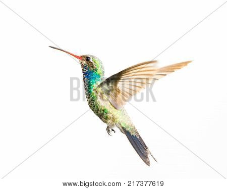 Broad billed hummingbird isolated on a white background.