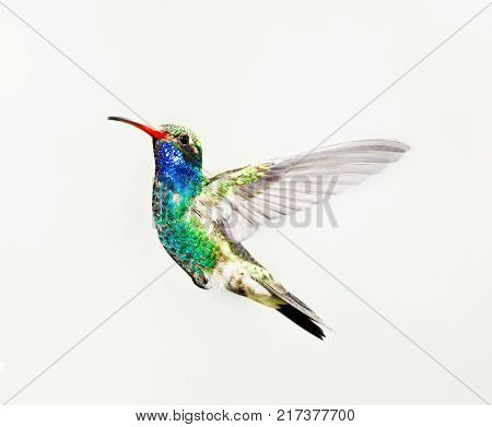 Broad billed hummingbird isolated on a white background.