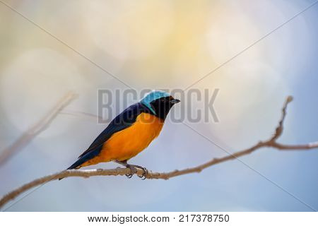 The elegant or blue-hooded euphonia is a species of bird in the Fringillidae family. It is found in Belize, Costa Rica, El Salvador, Guatemala, Honduras, Mexico, Nicaragua, and Panama.