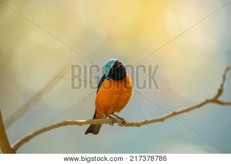 The elegant or blue-hooded euphonia is a species of bird in the Fringillidae family. It is found in Belize, Costa Rica, El Salvador, Guatemala, Honduras, Mexico, Nicaragua, and Panama.