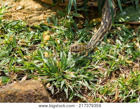 The Russell's viper, one of the most dangerous venomous snakes found in Asia.
