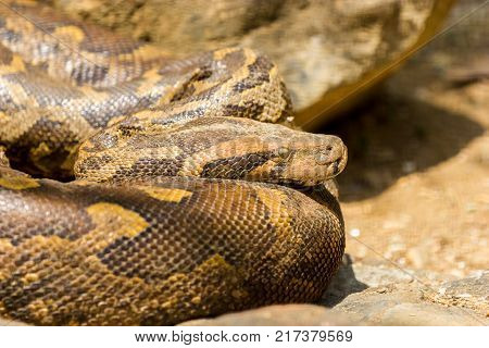 Indian Rock Python is a nocturnal species and here can be seen at day time basking in the sun.