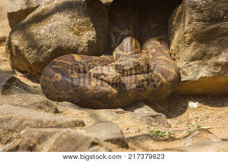 The Russell's viper, one of the most dangerous venomous snakes found in Asia.