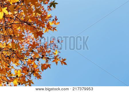 Autumn foliage, old orange maple leaves, dry foliage of trees, soft focus, autumn season, nature change, bright soft sunlight Abstract autumn background.