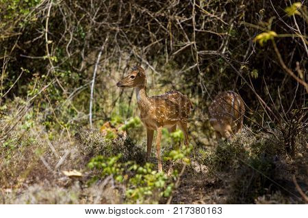 The sambar is a large deer native to the Indian subcontinent, southern China and Southeast Asia. Also know as a spotted deer.