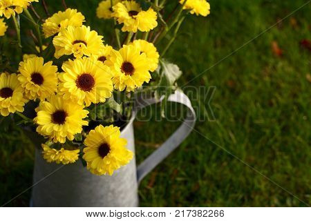 Yellow Chrysanthemum Flowers In A Metal Jug