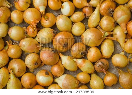 Kuivaus sipuli