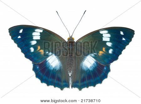 나비 (apatura Schrencki)