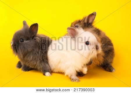 Two rabbits bunny