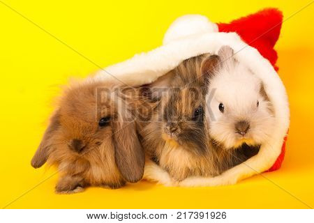 Two rabbits bunny 