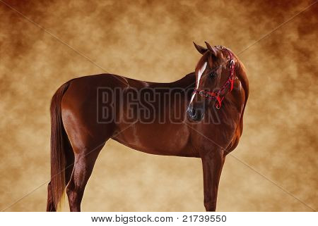 cavallo arabo
