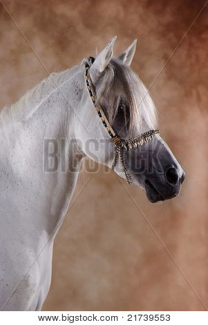 cavallo arabo