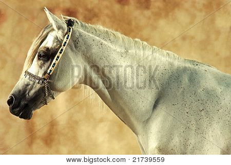 cavallo arabo