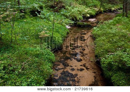Corriente en un bosque