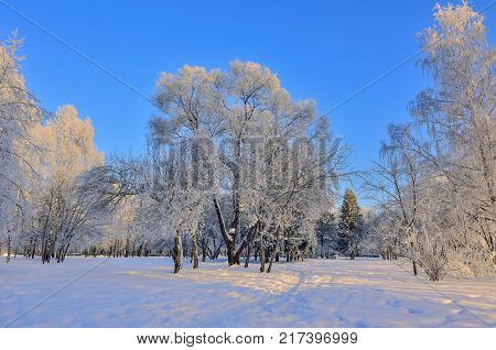 Beauty of winter nature in snowy park at sunrise. The sun's rays painted the tops of the hoarfrost covered trees in golden color - beautiful winter landscape