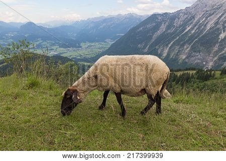 View from Rossfeld panorama road with sheep grazing at the mountain ridge between Germany and Austria