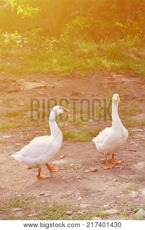 A pair of funny white geese are walking along the dirty grassy yard