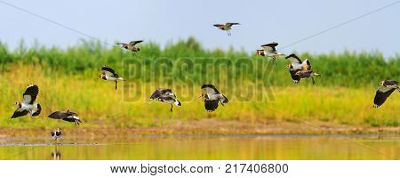 northern lapwings flies over the lake, wildlife, animals