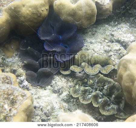 Beautiful tridacna clams in the sea of Indonesia Togian islands