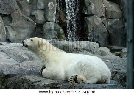 Polar Bear