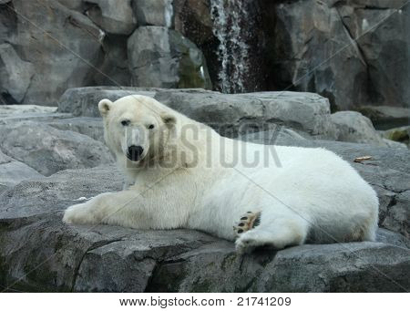 Polar Bear