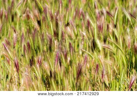 View Of Green Spikelets Pratdip, Tarragona, Spain. Close-up