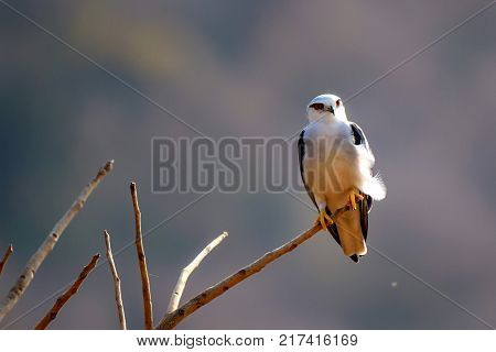 Black-winged kite or Elanus caeruleus perched on branch in Ranthambore national park, India