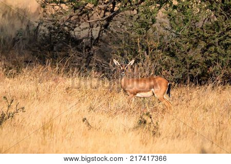 Indian Gazelle or Chinkara, Gazella bennettii in Ranthambore National Park, Rajasthan, India