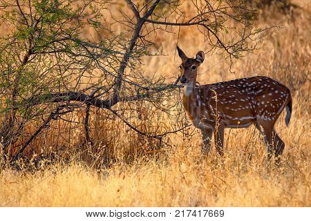 Female spotted deer or Axis grazes known as chital in Ranthambore national reserve in India