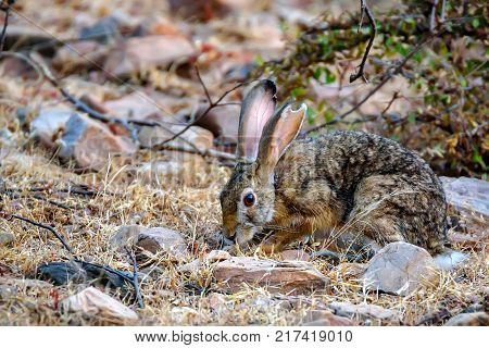 Indian hare or black-naped hare, Lepus nigricollis in Ranthambore national park, India