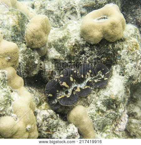 Beautiful tridacna clam in the sea of Indonesia Togian islands