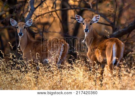 Close up of female Nilgai, largest Asian antelope. It is also known as blue bull or Boselaphus tragocamelus and is endemic to India. Wildlife photography taken in Ranthambore, Rajasthan, India.