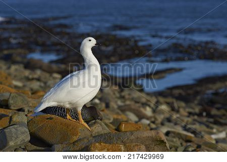 Pair of Kelp Geese (Chloephaga hybrida malvinarum) on the rocky coast of Sea Lion Island in the Falkland Islands.