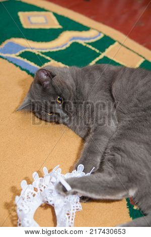 gray wedding garter cat playing on the floor