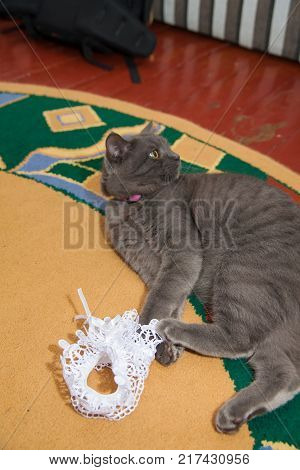 gray wedding garter cat playing on the floor