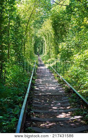 Green tunner in the forest. Love place.